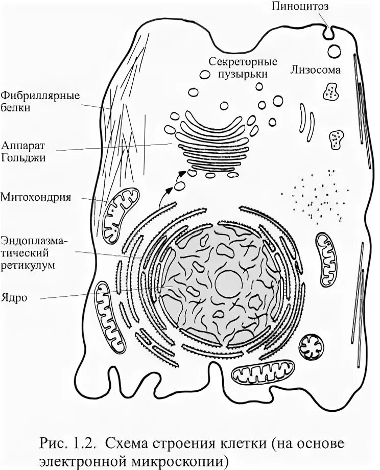 Секреторный аппарат клетки. Секреторные пузырьки в органоиде. Компартментация растительной клетки. Рис. 1. схема строения эукариотической животной клетки. Секреторные б клетки