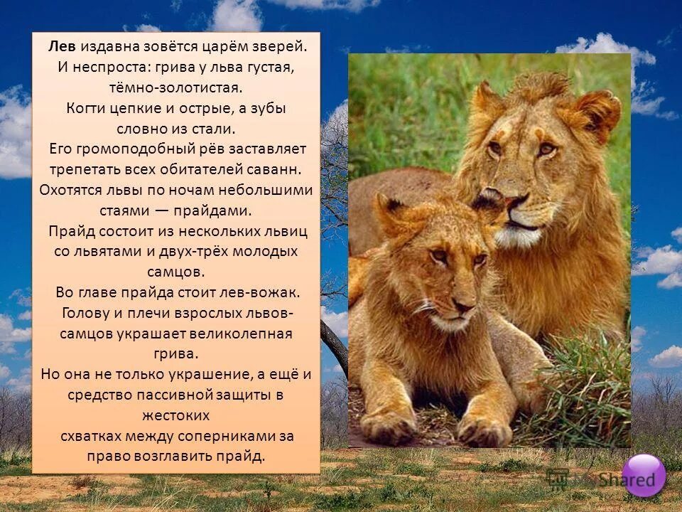 Сообщение о 3 животных. Доклад про льва. доклад про львов. доклад про животных лев. презентация про льва.