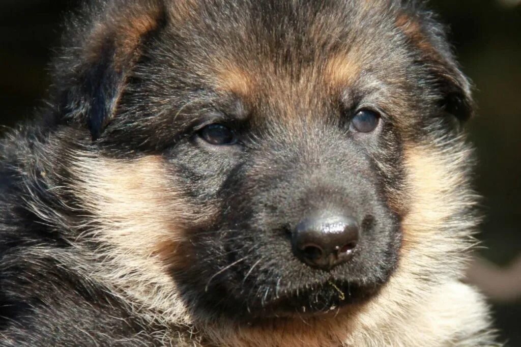 чистокровные щенки