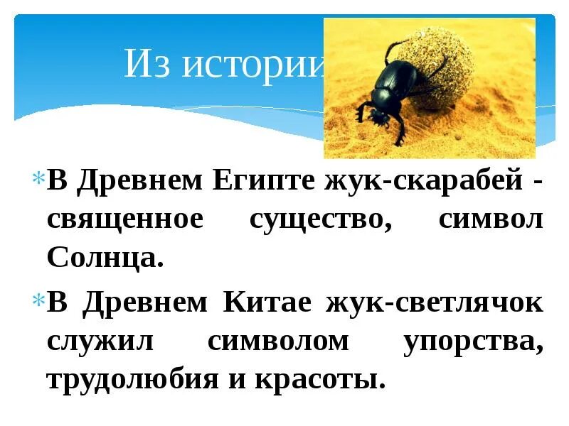 Жук скарабей в какой природной зоне. Интересные факты о Жуке скарабее. Священный Жук скарабей. Доклад Жук скарабей. Внешнее строение скарабея.