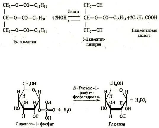 Гидролиз трипальмитата. Трипальмитин. Трипальмитата глицерина. Трипальмитин структурная формула. Трипальметин глицерид.