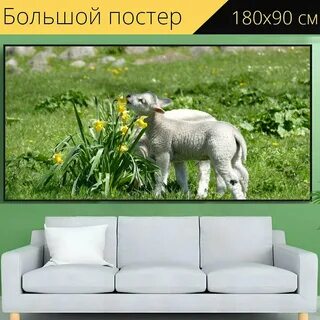 Барашки сидят