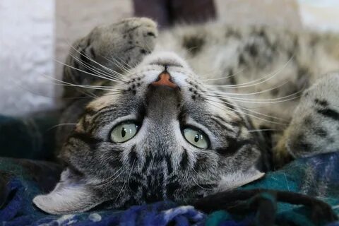 Кот вверх