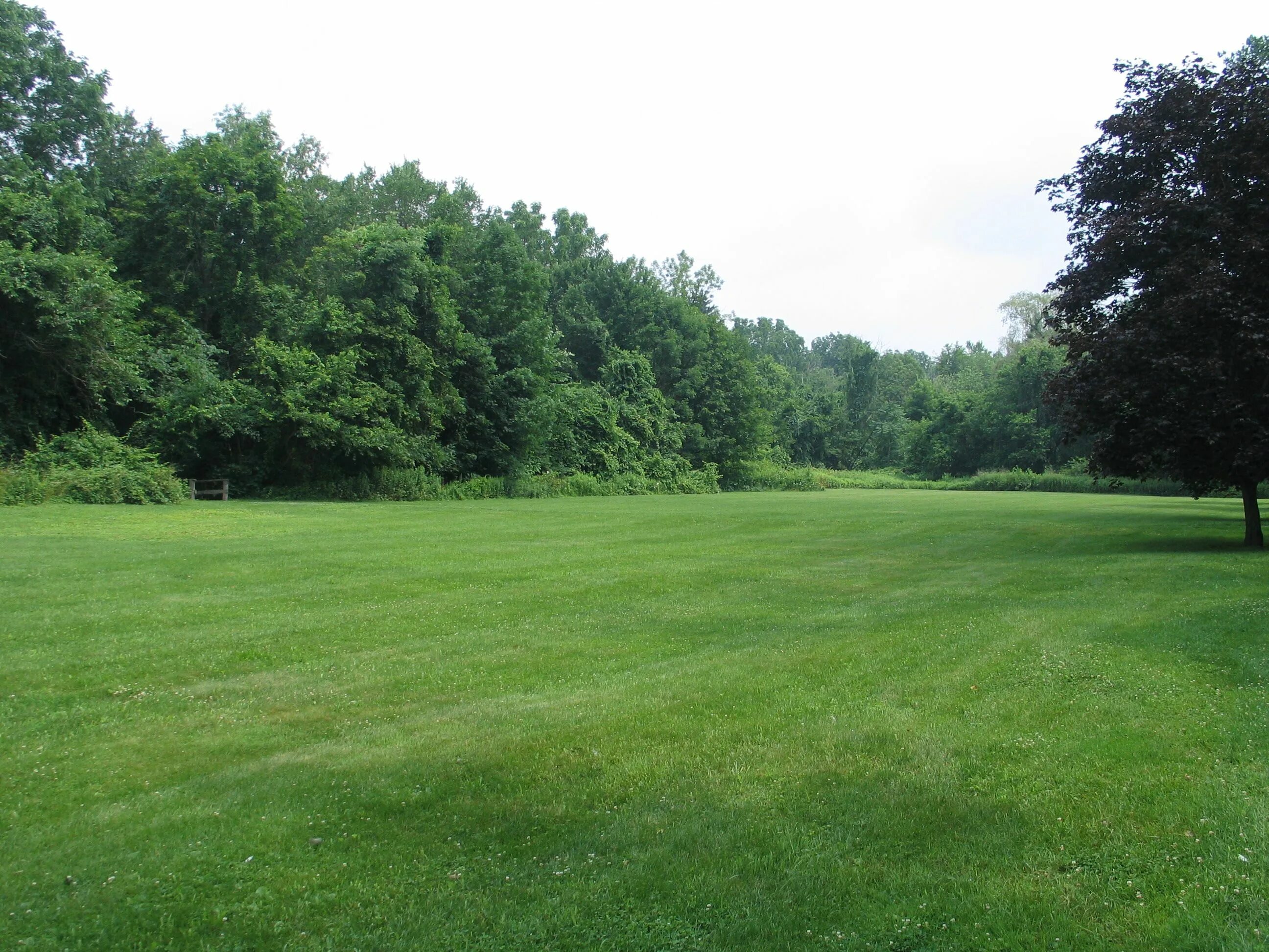 Field location. Grassy. grassy clearing. grassfields cameroom. joszef grassy.