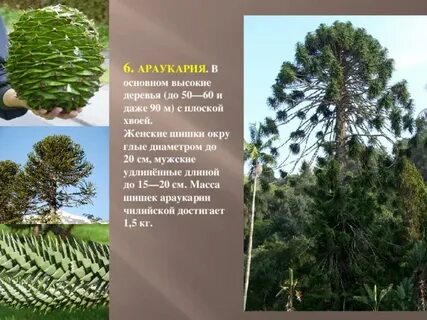 Где растут деревья у которых отсутствуют годовые
