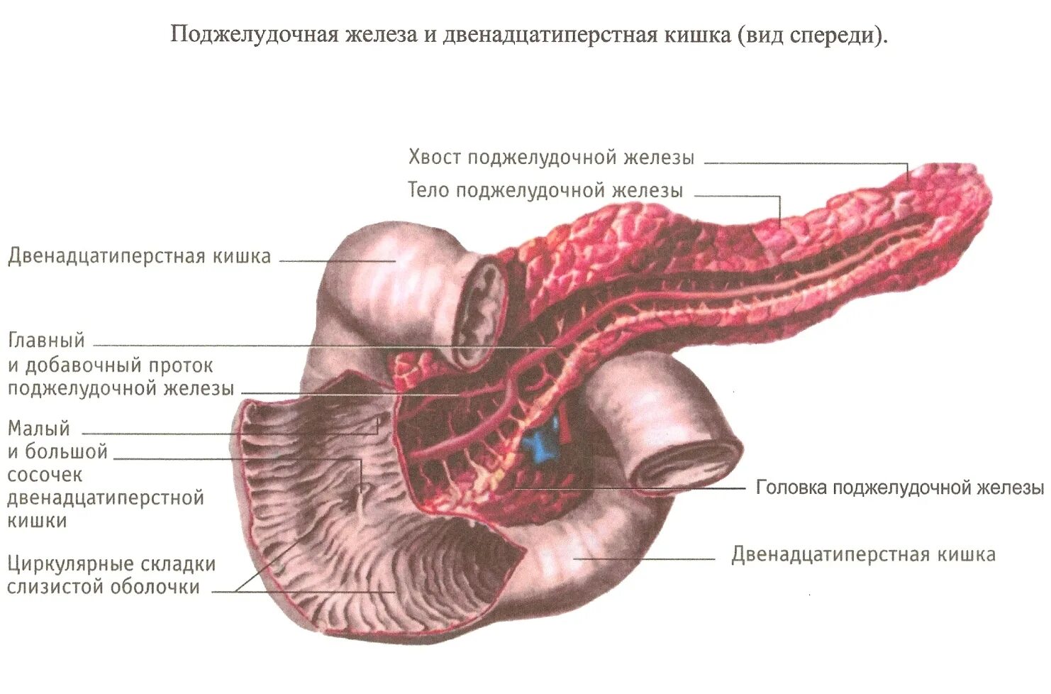 Строение 12 перстной кишки поджелудочная. 12 Перстная кишка печень поджелудочная железа. Большой сосочек 12 перстной кишки анатомия. Анатомия поджелудочная железа расположена. 12 п кишка