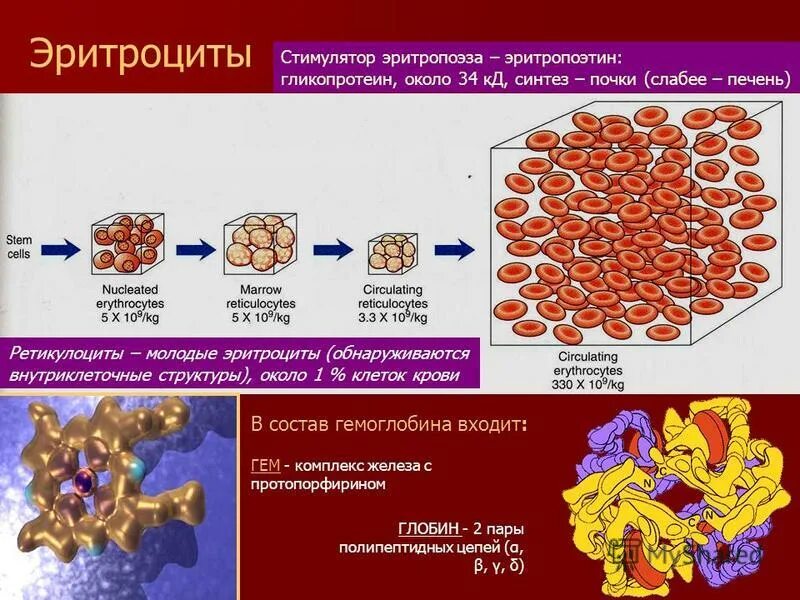 Растворимый белок фибрин. Фибрин функции. Образование фибрина из фибриногена. Фибрин функция белка. Белок фибриноген входит в состав эритроцитов.