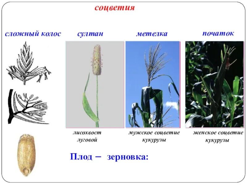 Кукуруза соцветие метелка. Плод Зерновка семейство. Плод Зерновка соцветие. Злаковые соцветие и плод.