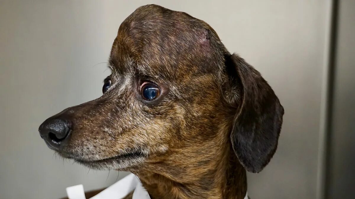 BBC World Service - Newsday, Patches the dog and her new skull
