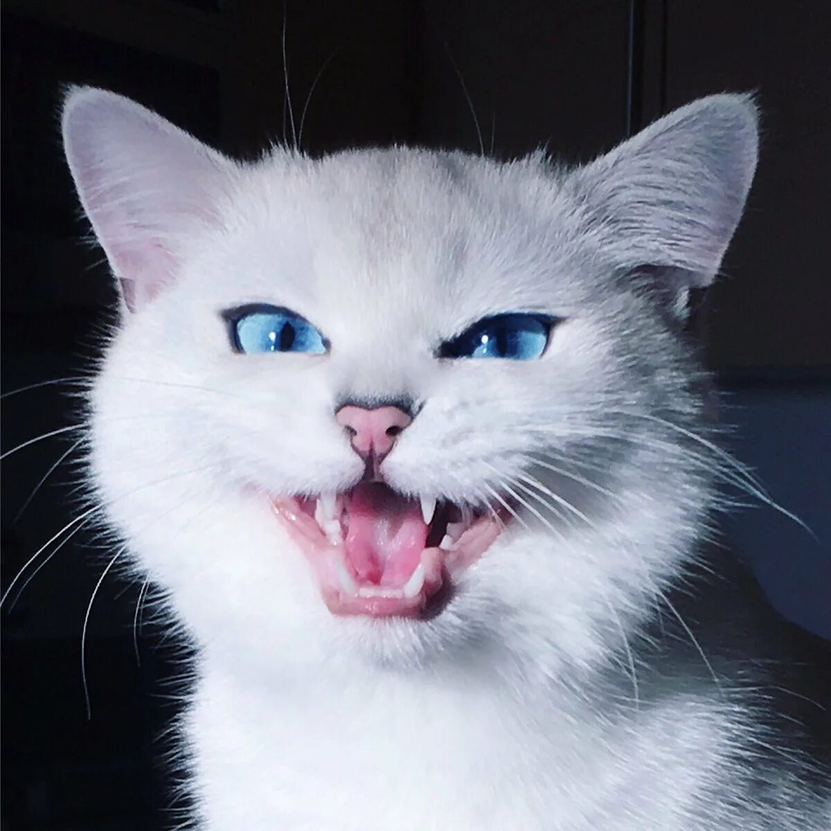 Злая мило. Злая кошка. злая белая кошка. злой белый котенок.