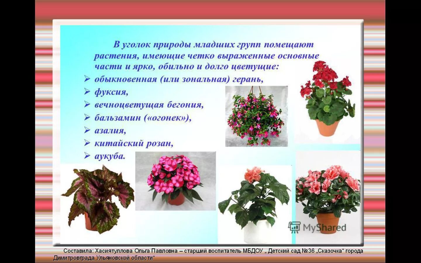 Комнатные растения первая младшая группа. Комнатные цветы герань, бегония,. Бегония цинерария бальзамин. Комнатные растения:бегония, бальзамин («огонек»),.