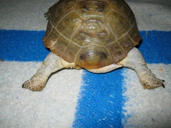 Челюсть черепахи красноухой. Черепаха с вытянутыми лапами передними. Красноухая черепаха когти. Черепаха вытягивает задние лапы. Дальневосточная черепаха.