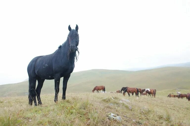 Кабардинская лошадь. Кавказский скакун. Ногайская порода лошадей. Табун лошадей Кабардинской породы.