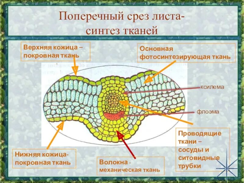 Какой тканью представлены жилки. Поперечный срез листа камелии с обозначениями. Внутреннее строение листа фотосинтезирующая ткань. Поперечный срез листовой пластинки фикуса. Микропрепарат поперечный срез листа камелии.