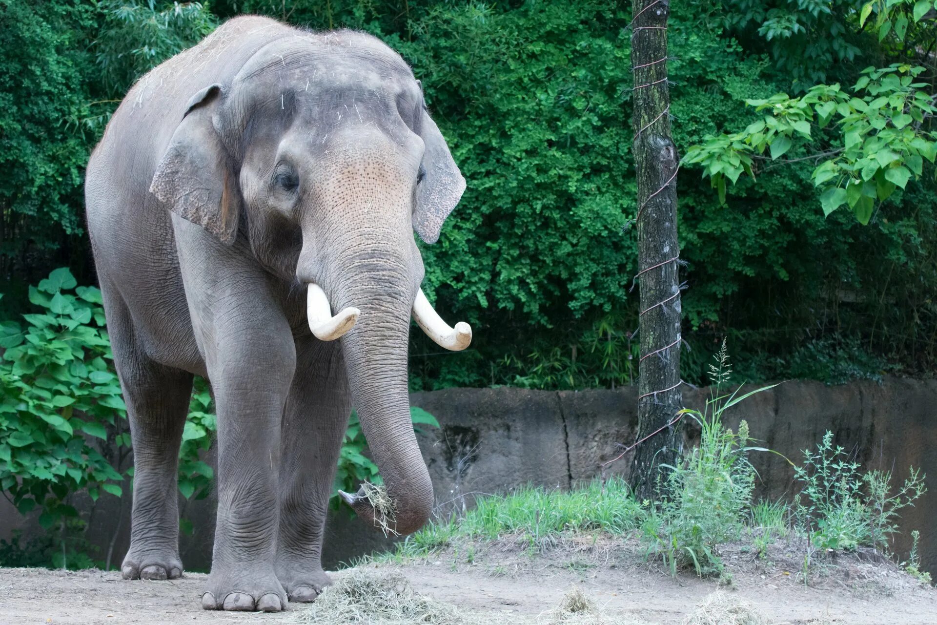 Elephant child. Хоботные индийский слон. Слон Борнео. Азиатский слон. Азиатский индийский слон.