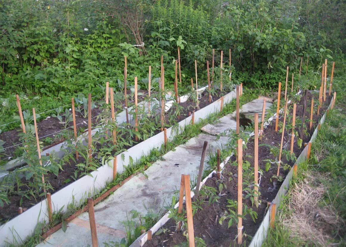 Raspberry Double height Bed (Raspberries have deep root systems) with Trellis fo