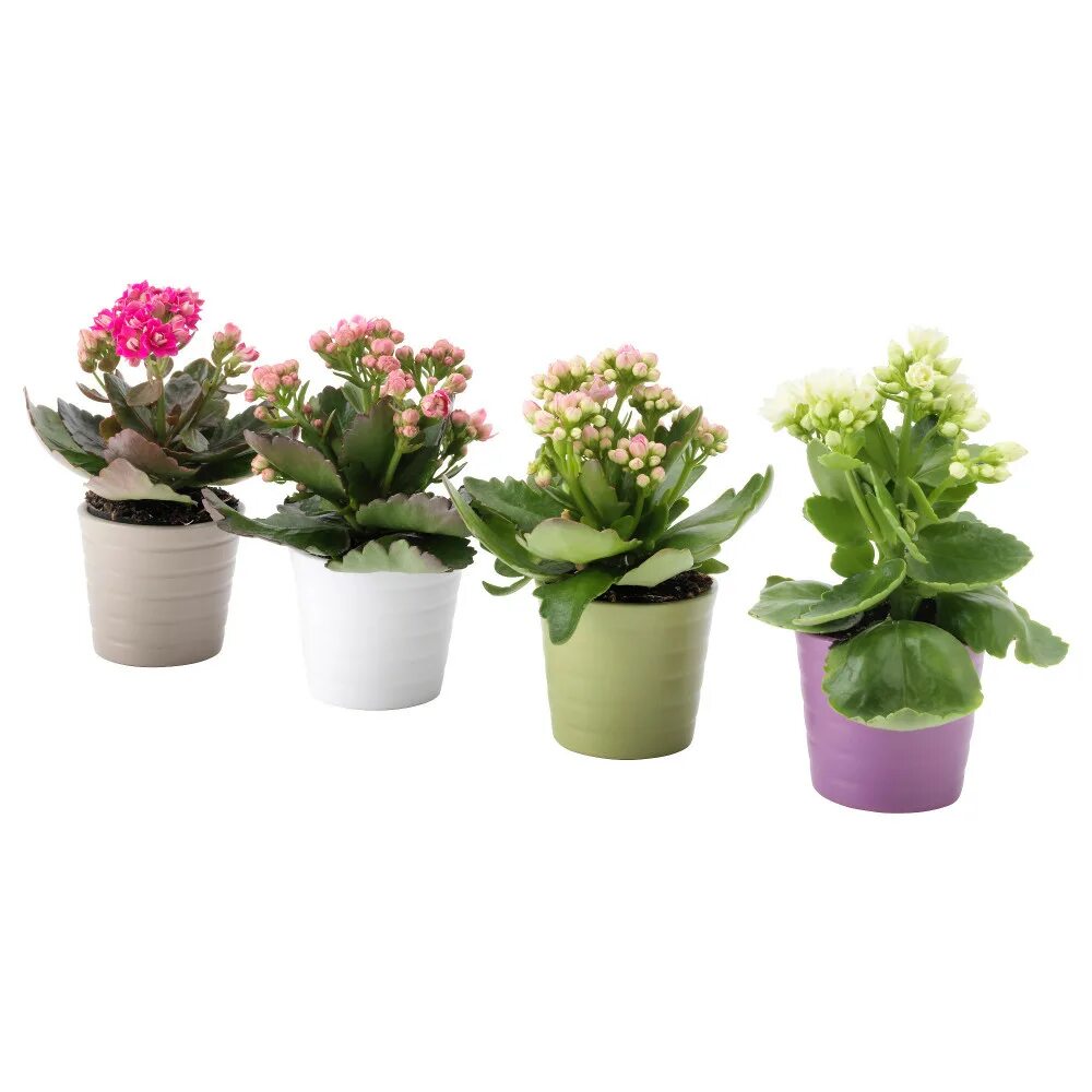 Горшочные цветы. Kalanchoe ikea. Каланхоэ икеа. Комнатные цветы в горшках каланхоэ. Цветок в горшке с маленькими цветочками.