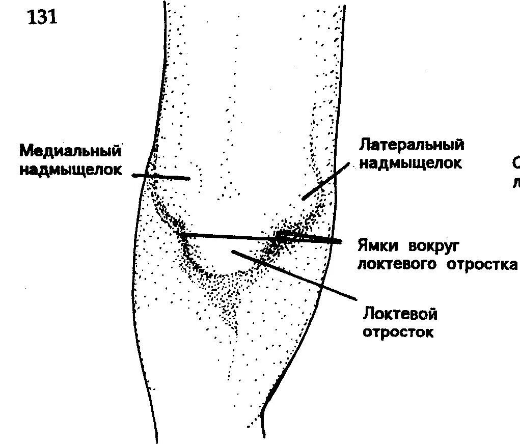 анатомическая шейка плечевой кости. ямка локтевого отростка. плечевая кость дельтовидная бугристость. бугристость плечевой кости. ямка локтевого отростка.