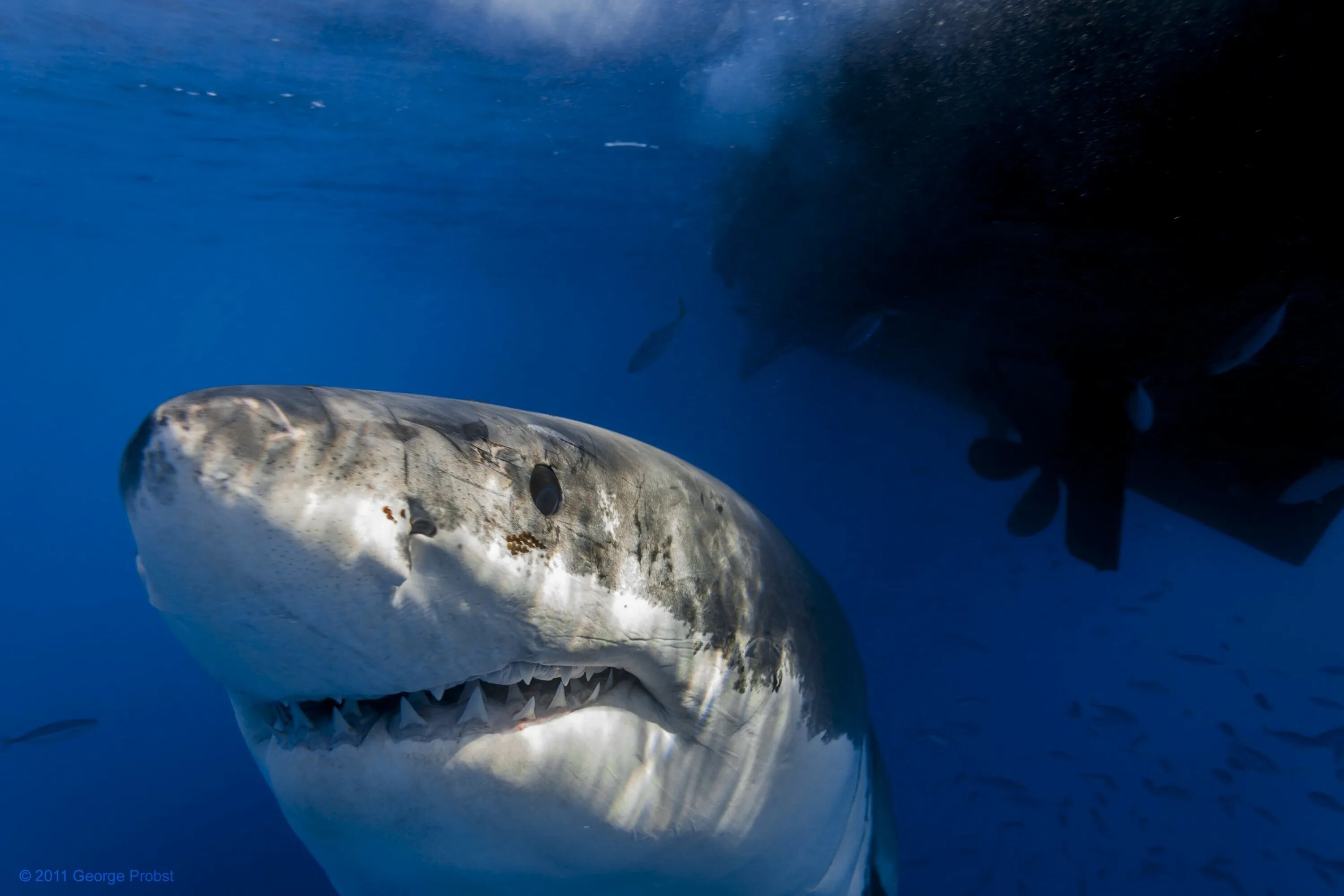 Фотки больших акул. Белая акула. Самая опасная акула в мире. Самая большая акула. Акула фото.