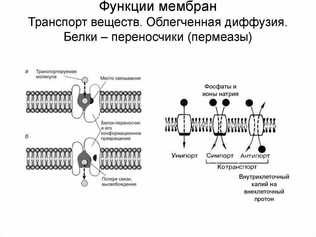 Транспорт белков внутриклеточный. Облегченная диффузия – транспорт веществ. Облегченная диффузия белки переносчики. Облегченная диффузия с помощью белка-переносчика. Транспортные белки мембраны функции.