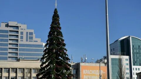 Краснодарские ели