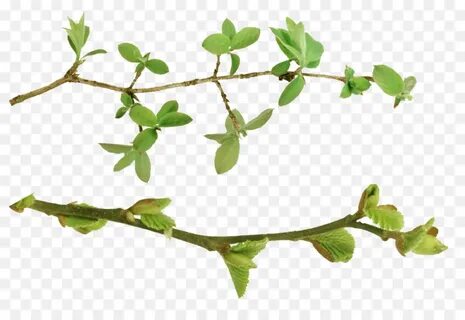 Branch plant