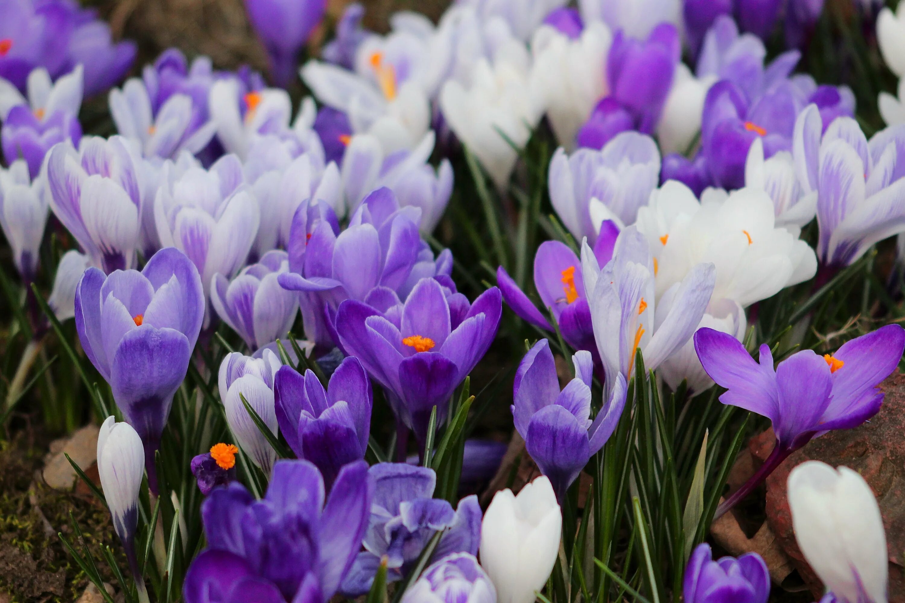 Крокусы. Крокус Шафран весенний. Крокус Шафран синий. Крокус весенний Crocus vernus.