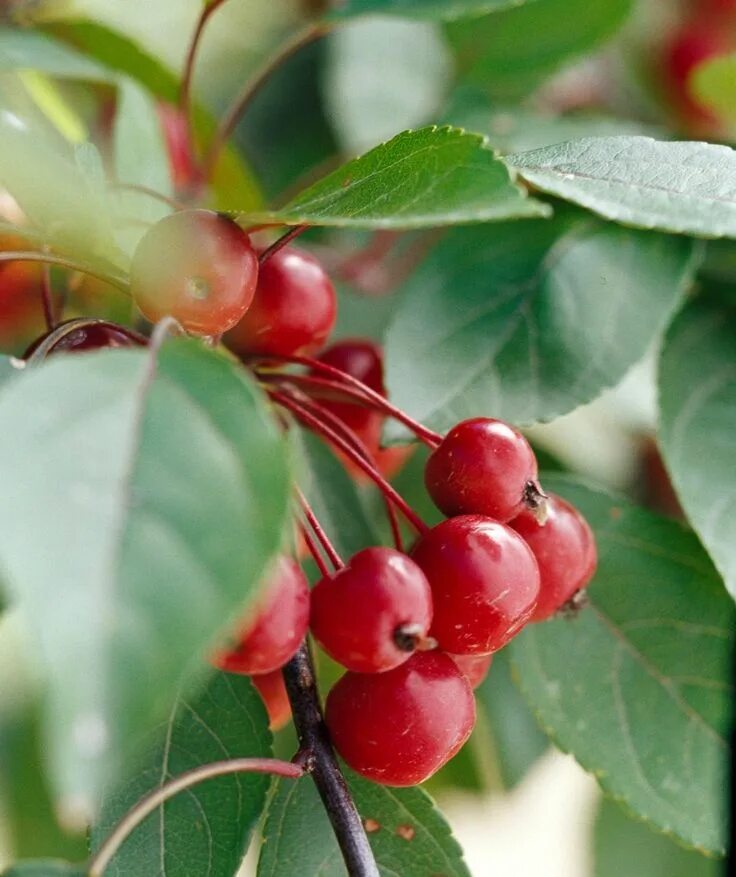 Crab apple tree
