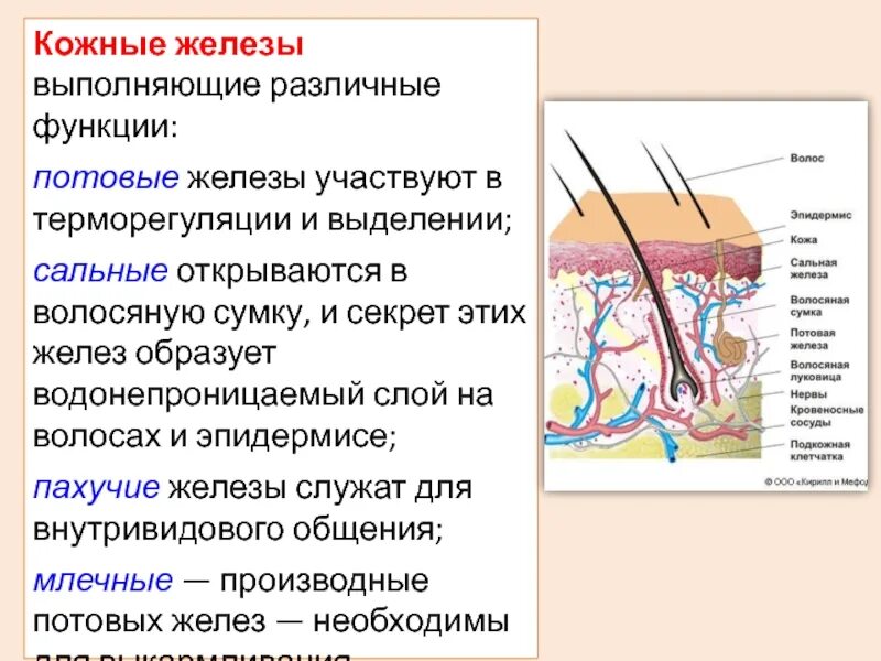 Выделительную функцию кожи выполняют железы. Потовые железы строение и функции. Строение кожи потовая железа. Функции потовых и сальных желез. Строение кожи сальные железы.