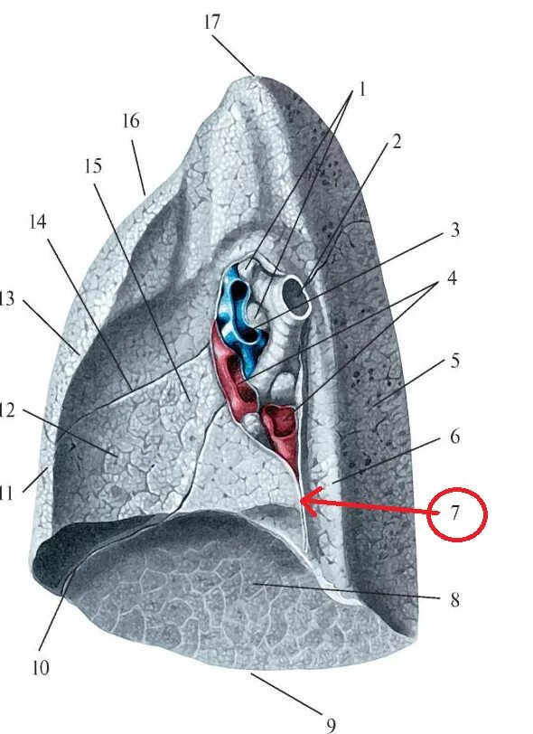 Ворота легкого образования. Строение легких медиальная поверхность. Средостенная поверхность легкого анатомия. Реберная поверхность легкого анатомия. Левое легкое строение.