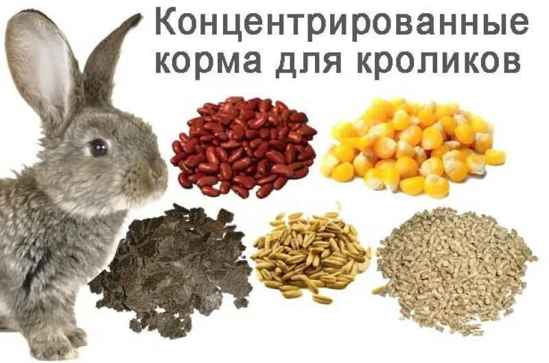 Что можно дать в качестве