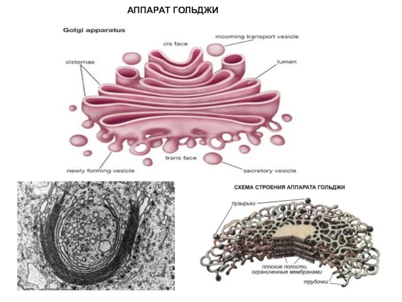 Какие мембранные структуры образует аппарат гольджи. Комплекс Гольджи эукариот функции. Комплекс аппарат Гольджи. Структура комплекса Гольджи. Строение клетки аппарат Гольджи.