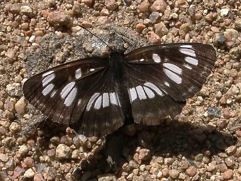 Пеструшка таволговая бабочка. Пеструшка темнокрылая. Neptis rivularis. Пеструшка темнокрылая бабочка.