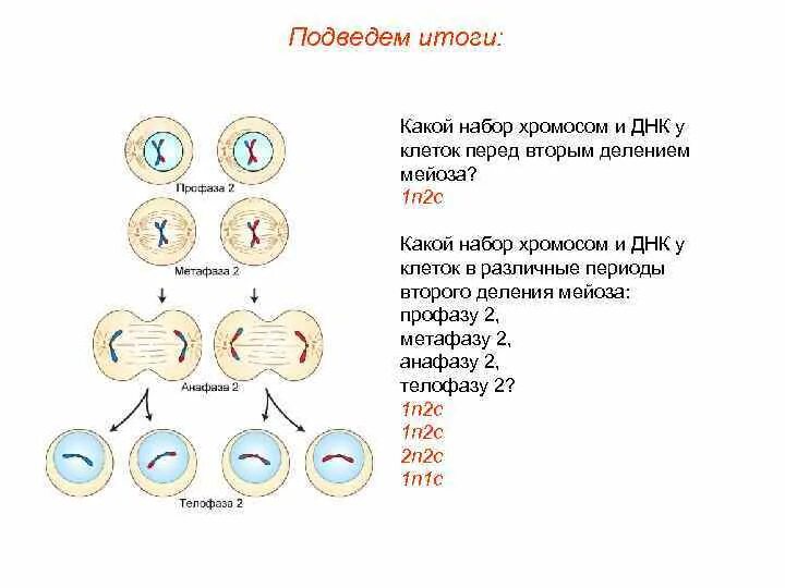 Мейоз 1 наборы. Набор клетки мейоза 2. мейоз (первое и второе деления; фазы). мейоз 1 и 2 набор хромосом. анафаза 2 деления мейоза.