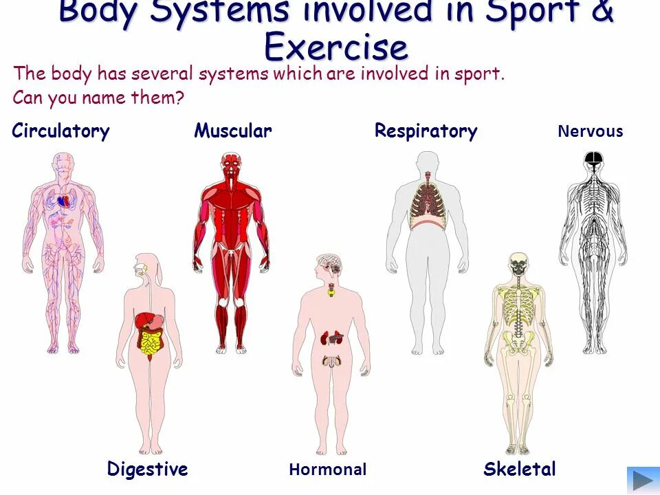 B d y h m s. Система body. Systems of the body текст. Body презентация. Name the Systems of the Human body.