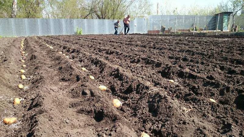 Отзывы посадка. Посадка груши. Выращивание груши. Отзывы посадка. Сорт яблоня малюха.