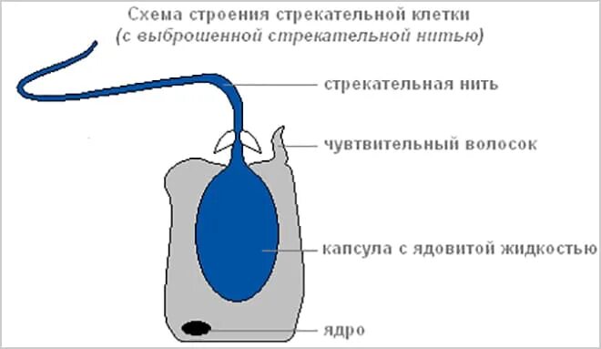 Стрекательная клетка состоит из. Строение стрекательной клетки гидры. Схема строения стрекательной клетки. Стрекательные клетки гидры функции. Стрекательная клетка строение и функции.