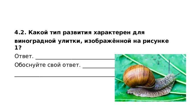 Тип развития виноградной улитки обоснуйте. Тип развития виноградной улитки. Виноградная улитка Тип. Какой вид развития характерен для виноградной улитки. Какой Тип развития у виноградной улитки.