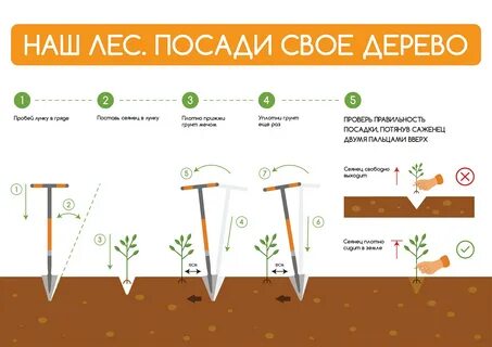 Цель посадить дерево
