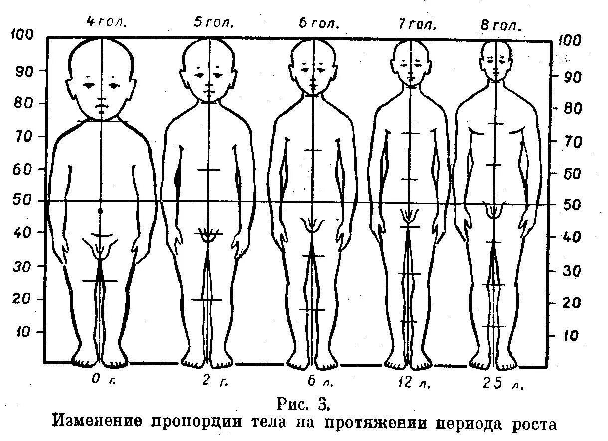 Ребенок по возрасту. Пропорции тела ребенка в 2 года. Ребенок 1 пропорции тела. Схема пропорций тела человека по возрастам. Пропорции детей по возрасту схема.