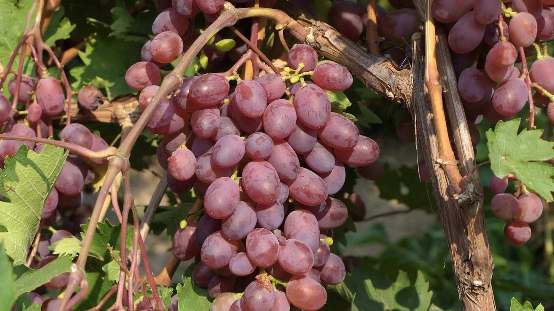 Самый ранний виноград. Сорт винограда Марадона. Виноград Бороновский.
