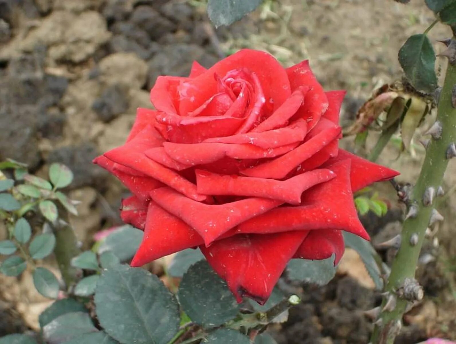 Кардинал роза чг. Роза чайно-гибридная кардинал. Розы кардинал (кордес). Сорт розы кардинал. Роза гранд кардинал.