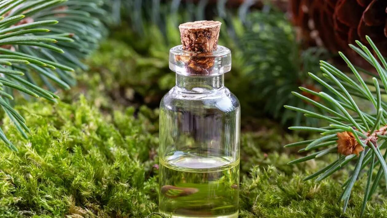 Аромат хвои. Духи дубовый мох. Духи с запахом дубового мха. Духи дубовый мох. Мужской парфюм с ароматом леса и мха.