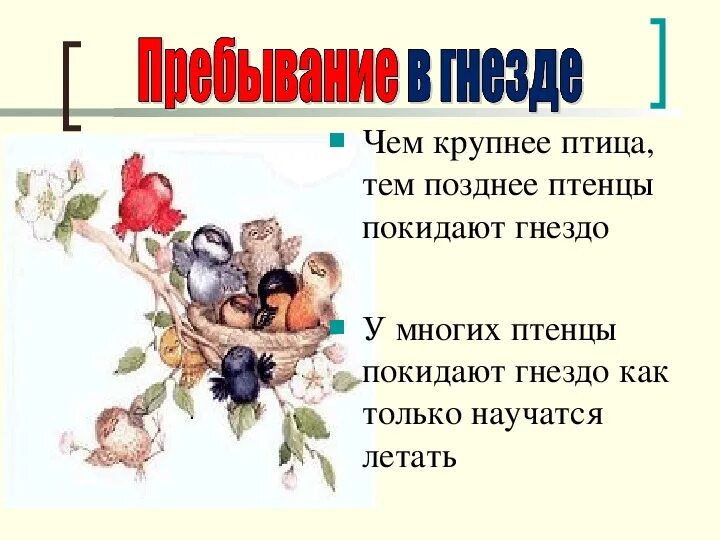 Вывод про птиц по биологии. Птенец гнездовой и выводковой птицы. Гнездовые птицы это биология. Строение выводковых и гнездовых птицы.