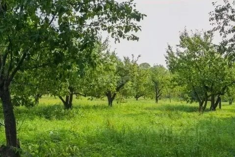 Ясен сад