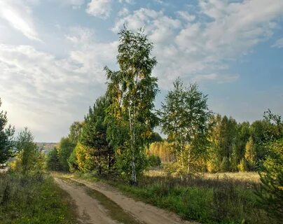 Береза у дороги 4 класс