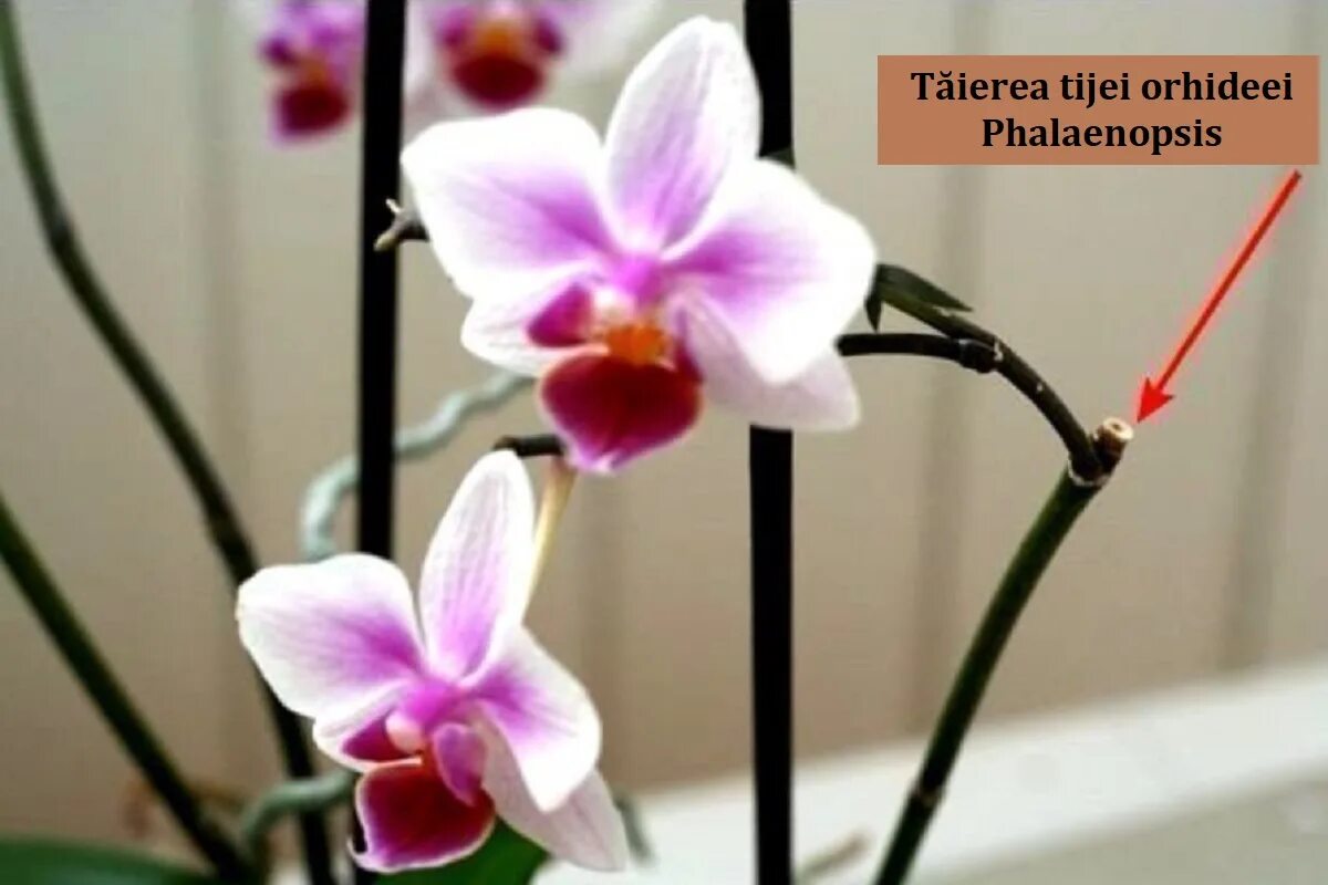 Орхидея после цветения уход в домашних условиях. Орхидея фаленопсис отцвела. Орхидея фаленопсис цветонос. Фаленопсис Lee. Цветонос ОТЦВЕТШЕЙ орхидеи.