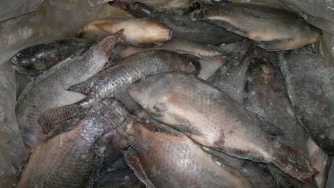 Как правильно морозить рыбу