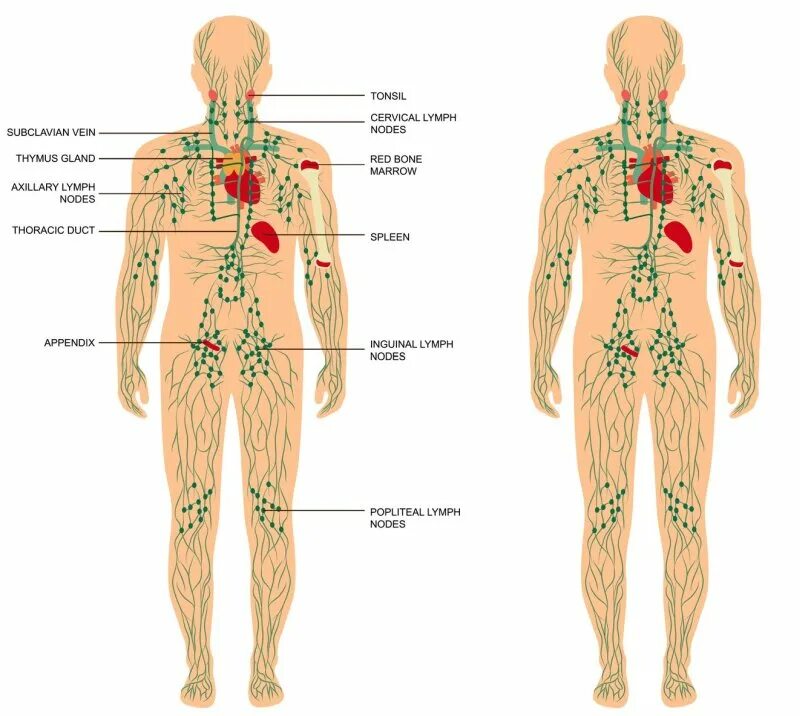 Где находятся лимфатические узлы. Лимфоидные узлы. Здоровые лимфатические узлы. Схема расположения лимфатических узлов на теле. Лимфатическая система человека схема узлов.
