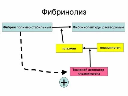 Функциональная роль фибринолиза заключается